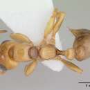 Image of Pseudomyrmex perboscii (Guerin-Meneville 1844)