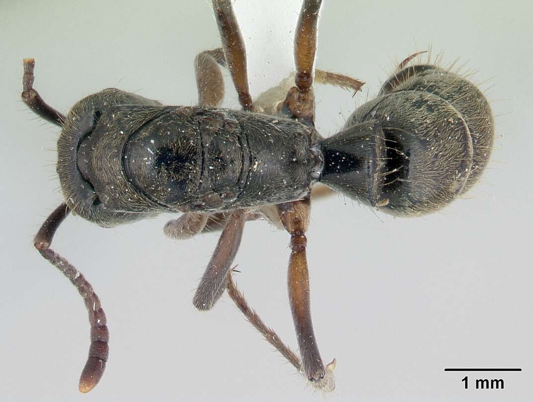 صورة Neoponera unidentata