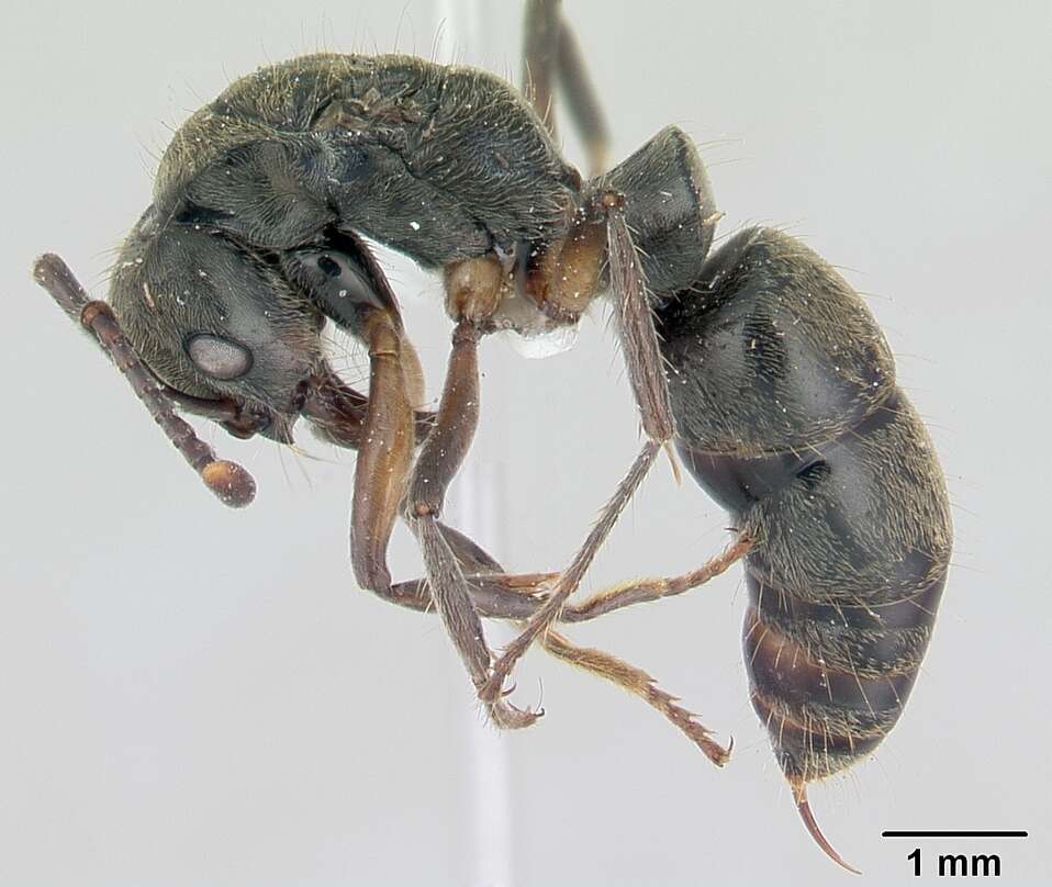 صورة Neoponera unidentata