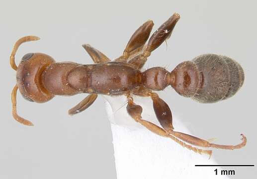 Image of Pseudomyrmex viduus (Smith 1858)