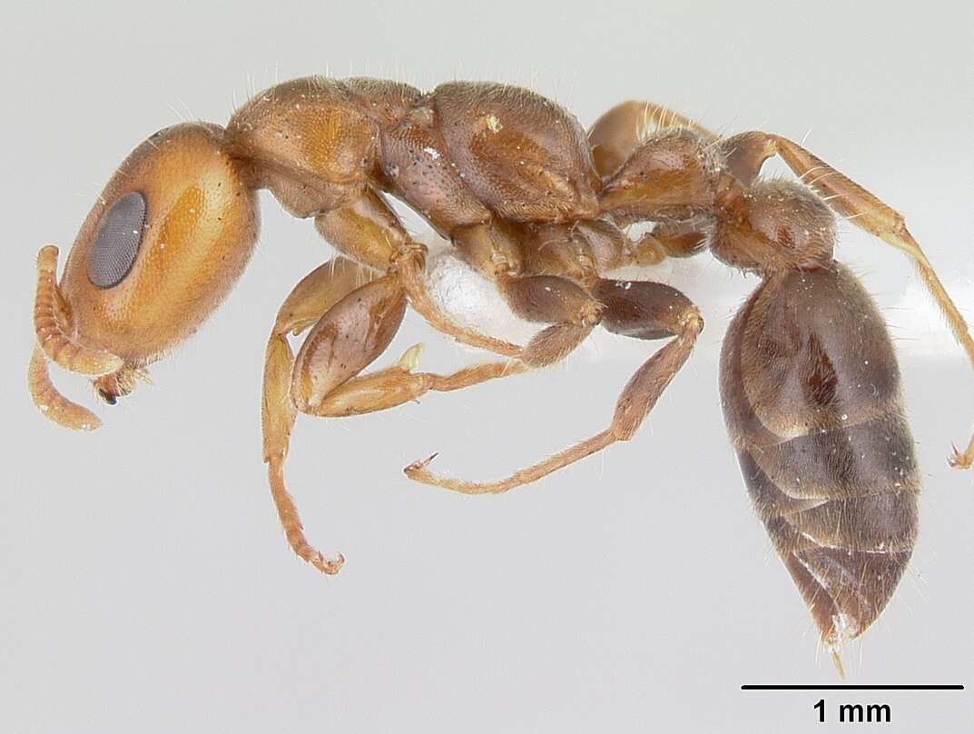 Image of Pseudomyrmex viduus (Smith 1858)