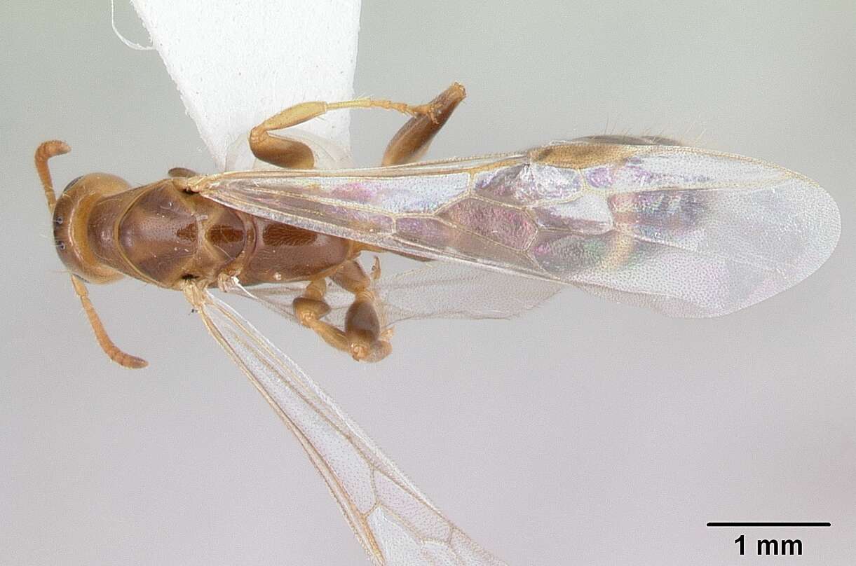 Image of Pseudomyrmex viduus (Smith 1858)