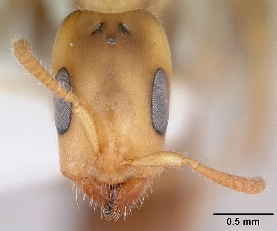 Image of Pseudomyrmex viduus (Smith 1858)