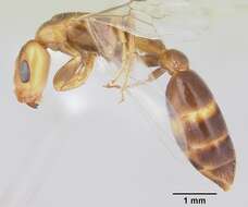 Image of Pseudomyrmex viduus (Smith 1858)