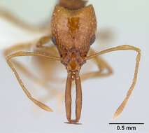 Imagem de Acanthognathus ocellatus Mayr 1887