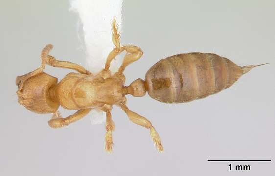 Image of <i>Centromyrmex longiventris</i>