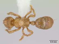 Image of <i>Centromyrmex longiventris</i>