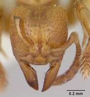 Image of <i>Centromyrmex longiventris</i>