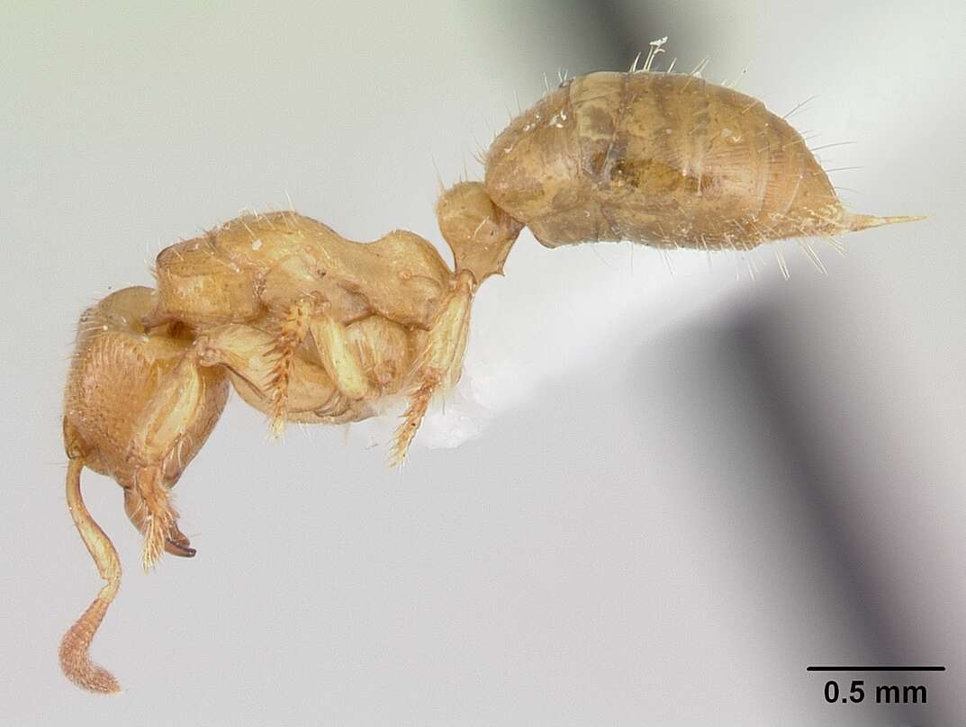 Image of <i>Centromyrmex longiventris</i>