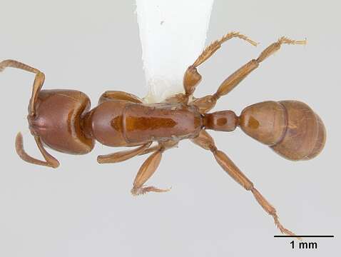 Image of <i>Centromyrmex secutor</i>