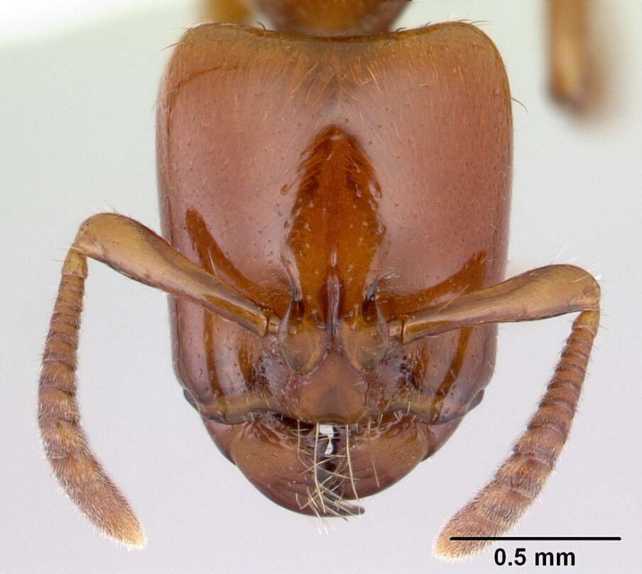 Image of <i>Centromyrmex secutor</i>