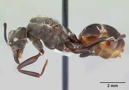 Image of Bregmatomyrma