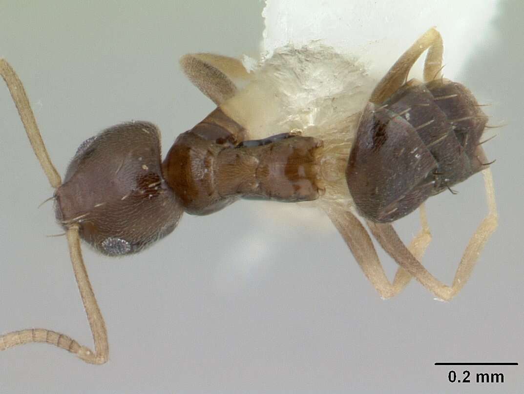 Image of Formicinae