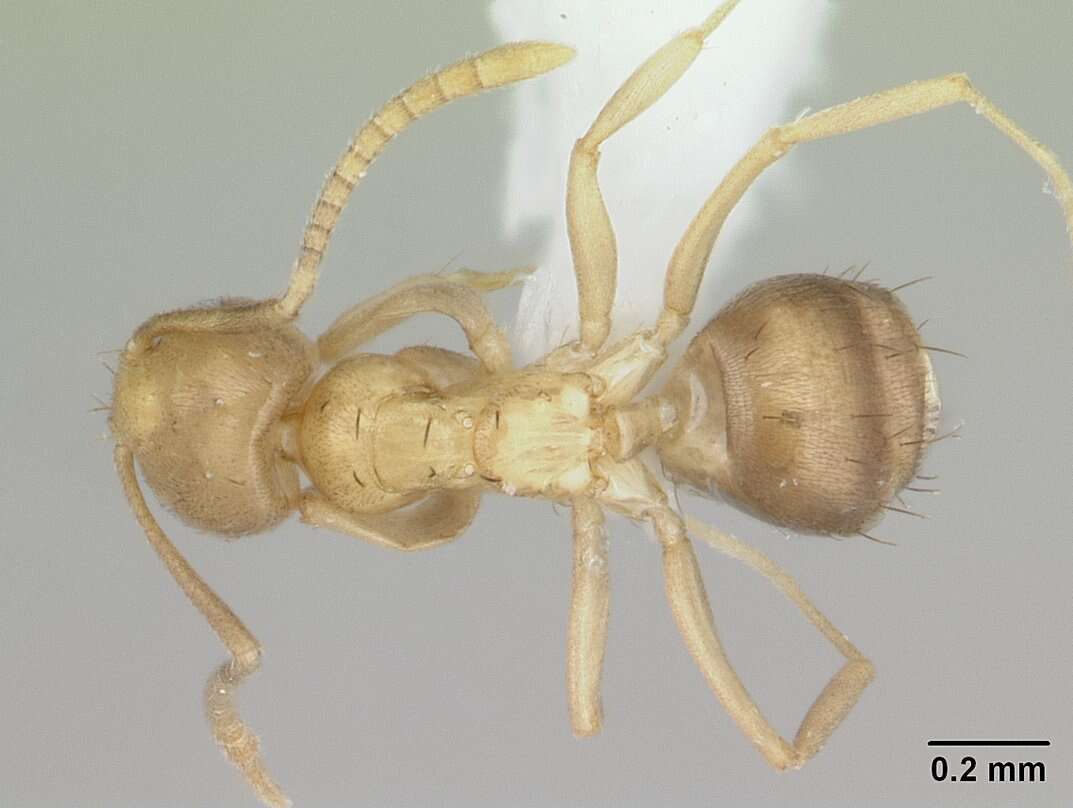 Image of <i>Paraparatrechina oreias</i>