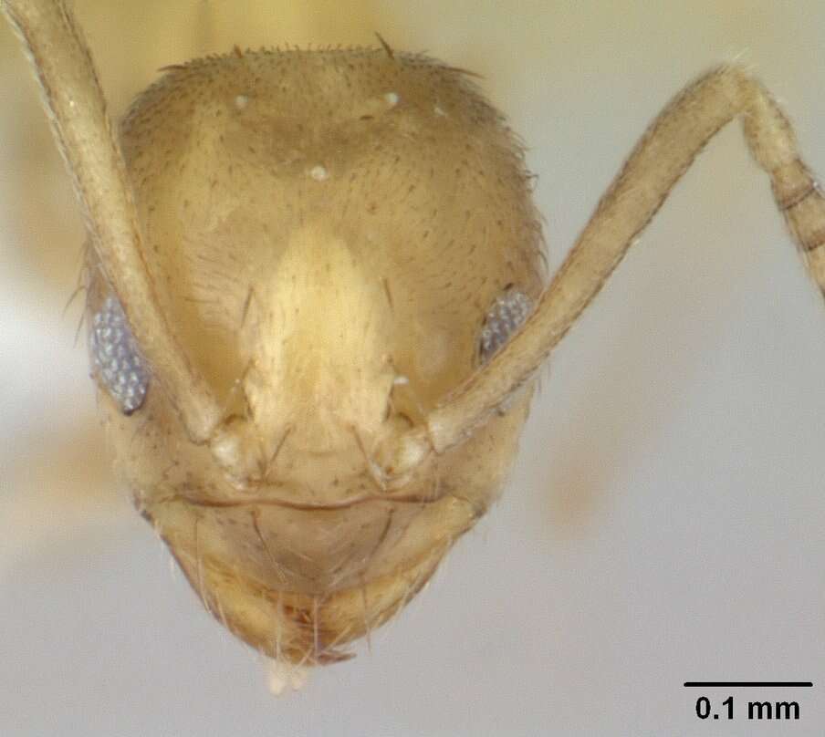 Image of <i>Paraparatrechina oreias</i>