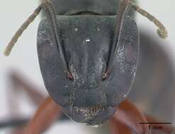Plancia ëd Camponotus