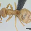 Image of <i>Lasius nitidigaster</i> Seifert 1996