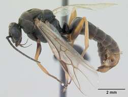 Image of Negro ant