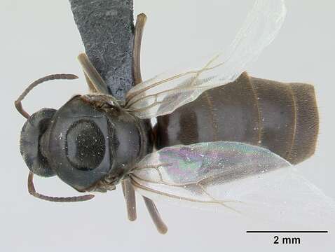 Image of Small black ant