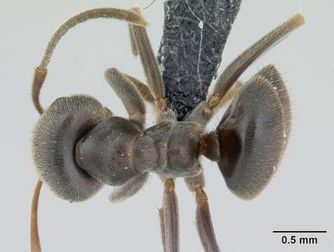 Image of Small black ant