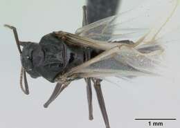 Image of Small black ant