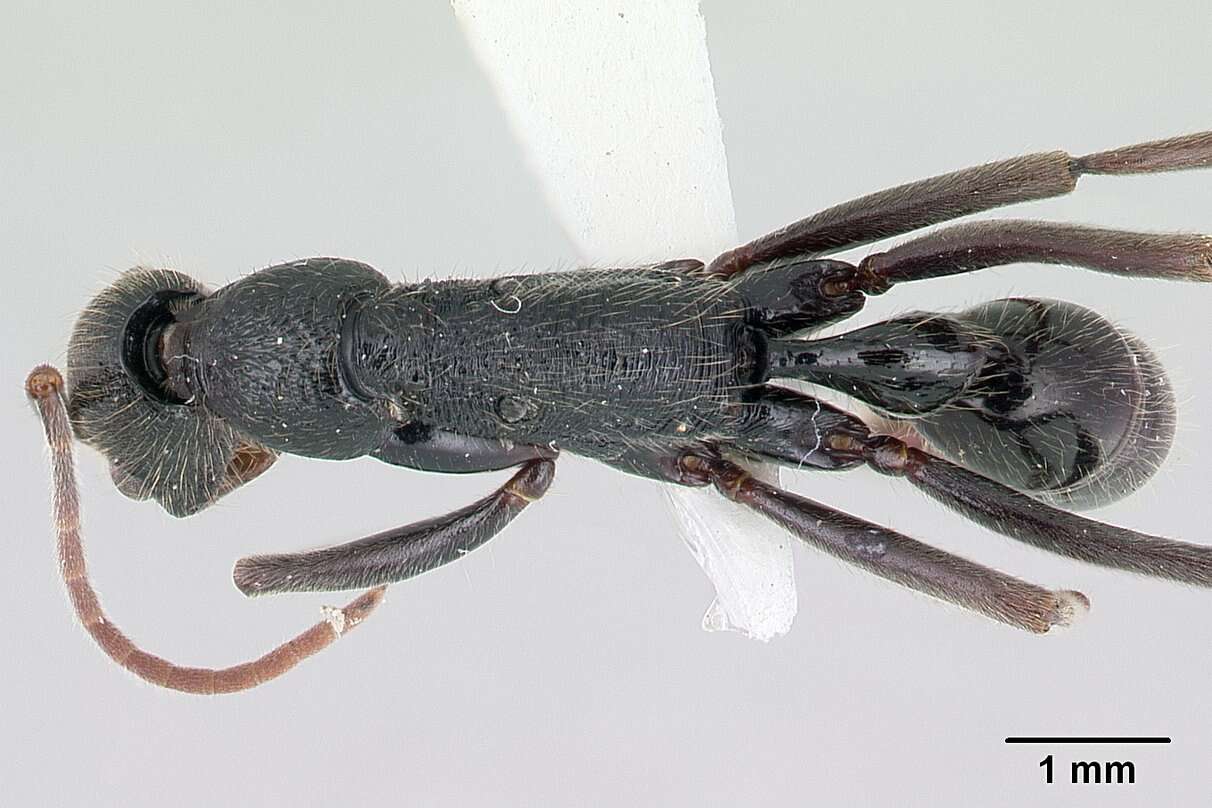 Image of Leptogenys socorda