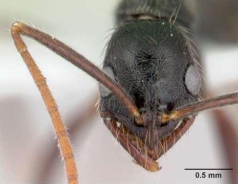 Слика од Leptogenys punctaticeps Emery 1890