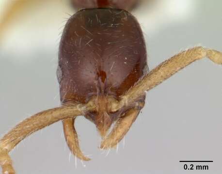 Image of Leptogenys pusilla (Emery 1890)