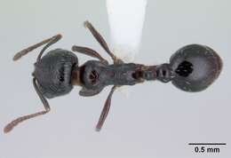 Image of Oxyopomyrmex insularis Santschi 1908