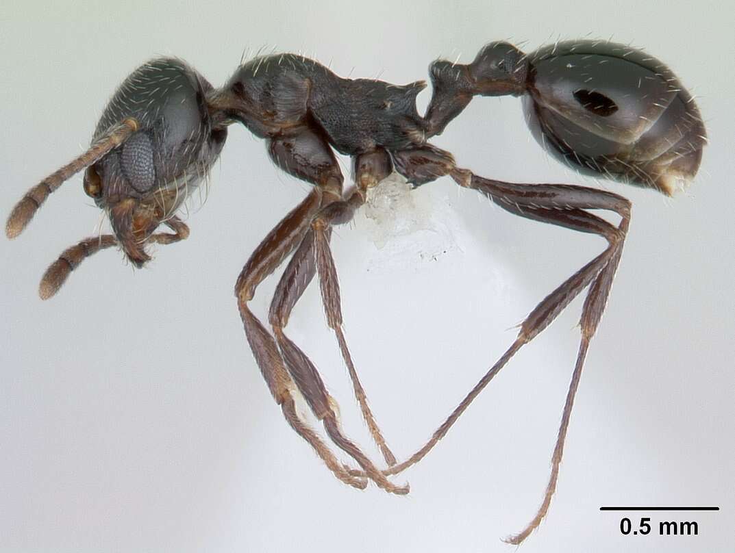 Image of Oxyopomyrmex insularis Santschi 1908