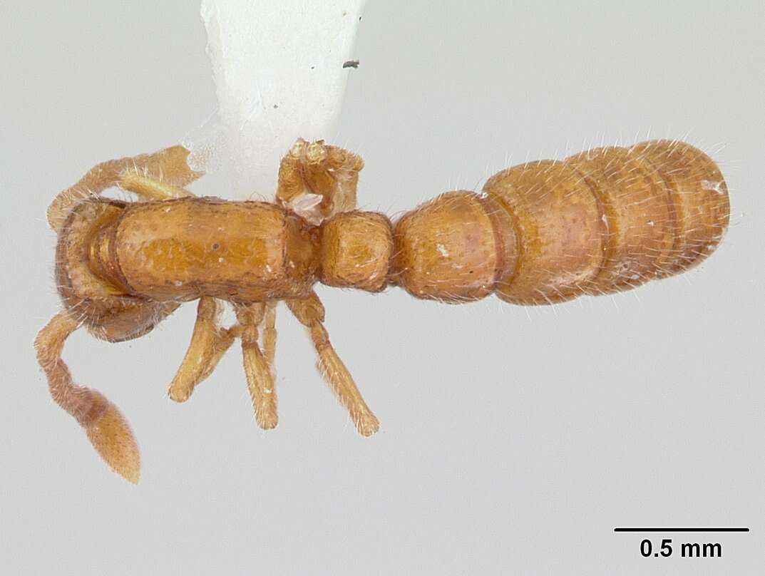 Image of Sphinctomyrmex