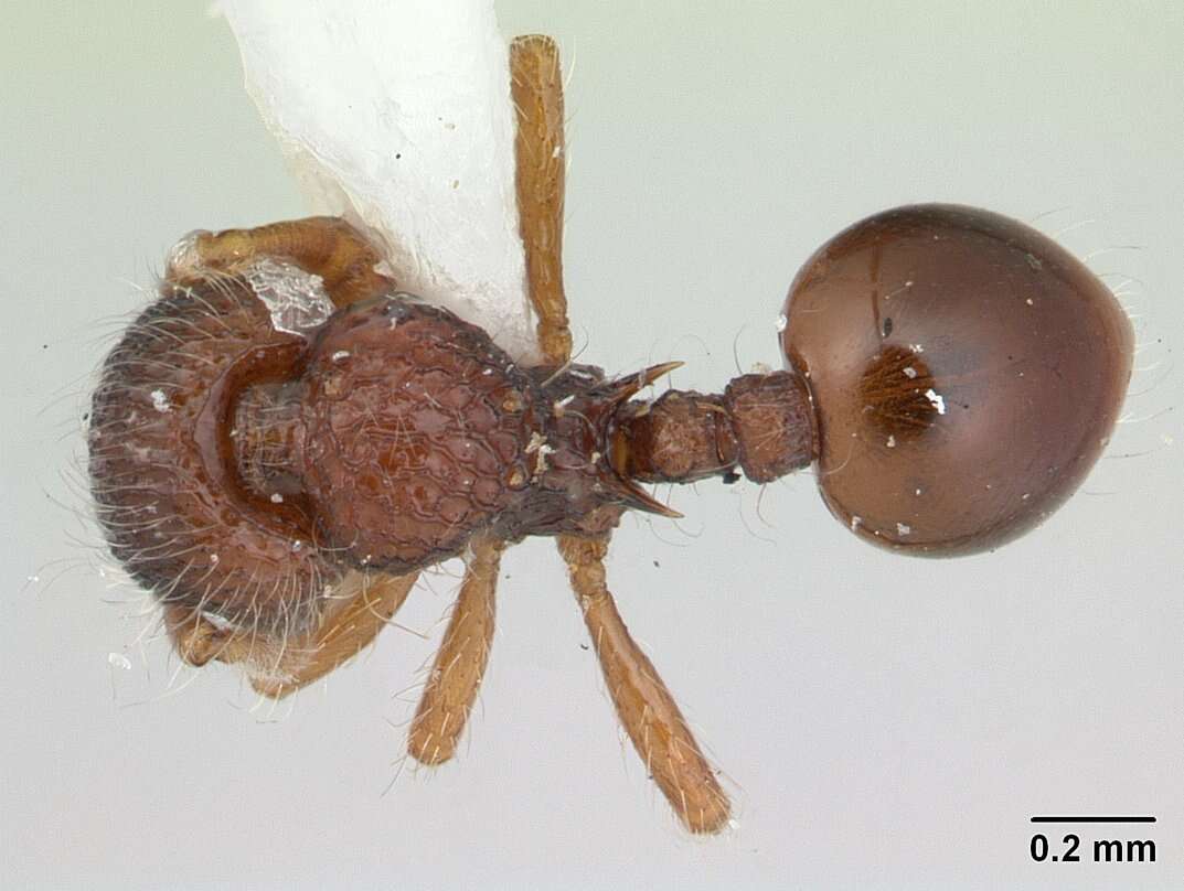 Image of Lachnomyrmex plaumanni Borgmeier 1957