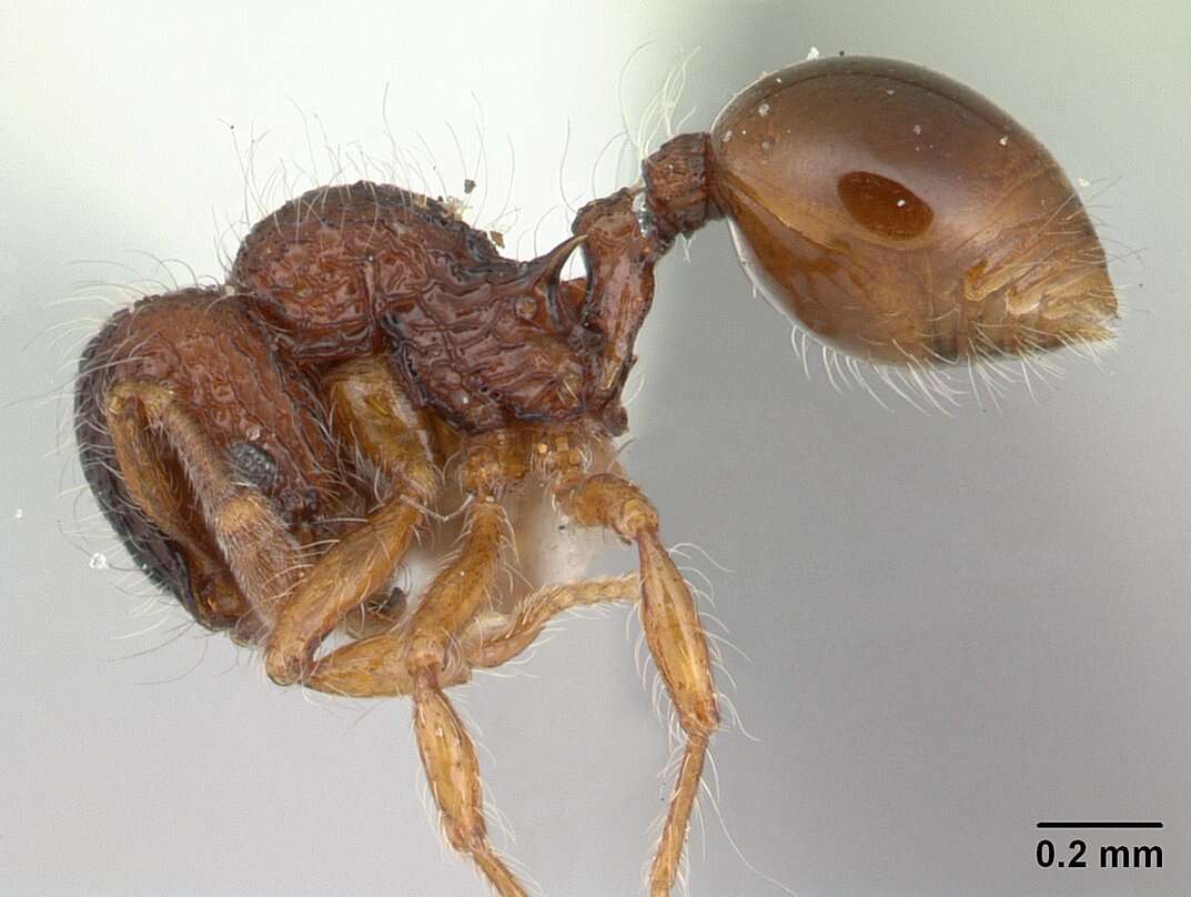 Image of Lachnomyrmex plaumanni Borgmeier 1957