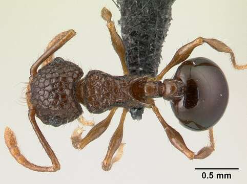 Image of Pristomyrmex punctatus (Smith 1860)