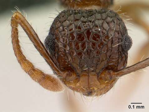 Image of Pristomyrmex punctatus (Smith 1860)