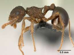 Image of Pristomyrmex punctatus (Smith 1860)