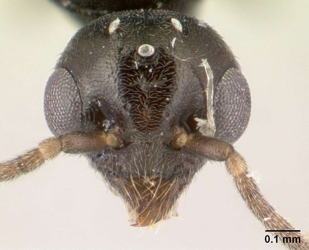 Image of Technomyrmex jocosus Forel 1910