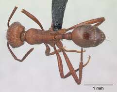 Imagem de <i>Pogonomyrmex pencosensis</i>