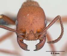 Imagem de <i>Pogonomyrmex pencosensis</i>