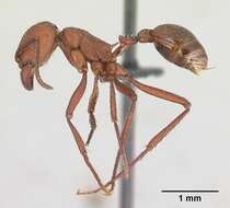 Imagem de <i>Pogonomyrmex pencosensis</i>