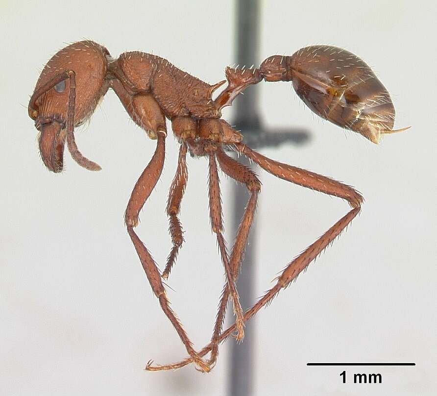 Imagem de <i>Pogonomyrmex pencosensis</i>