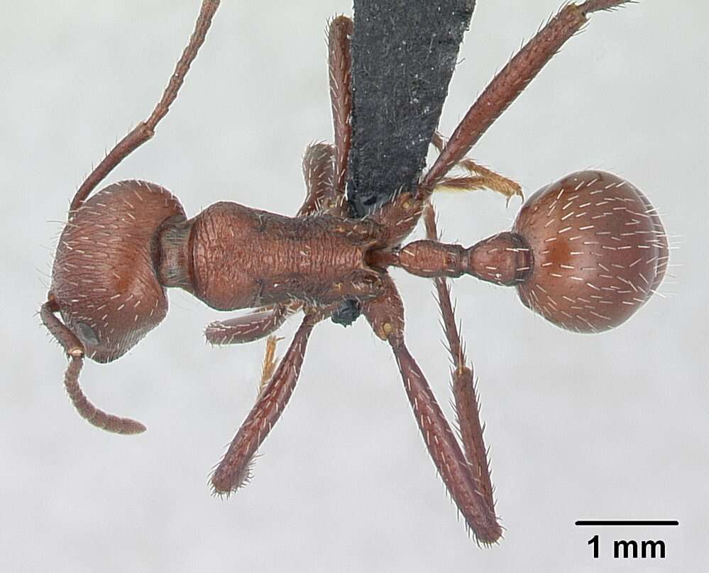 Imagem de <i>Pogonomyrmex pencosensis</i>