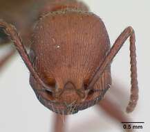 Imagem de <i>Pogonomyrmex pencosensis</i>