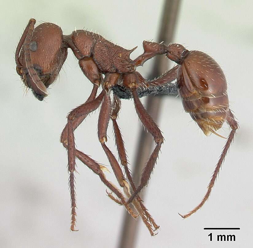 Imagem de <i>Pogonomyrmex pencosensis</i>