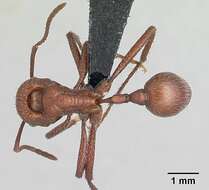 Imagem de <i>Pogonomyrmex pencosensis</i>