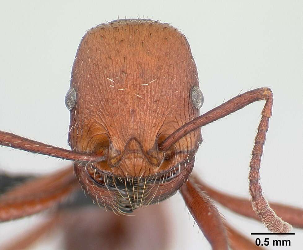 Imagem de <i>Pogonomyrmex pencosensis</i>