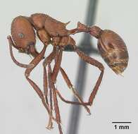 Imagem de <i>Pogonomyrmex pencosensis</i>