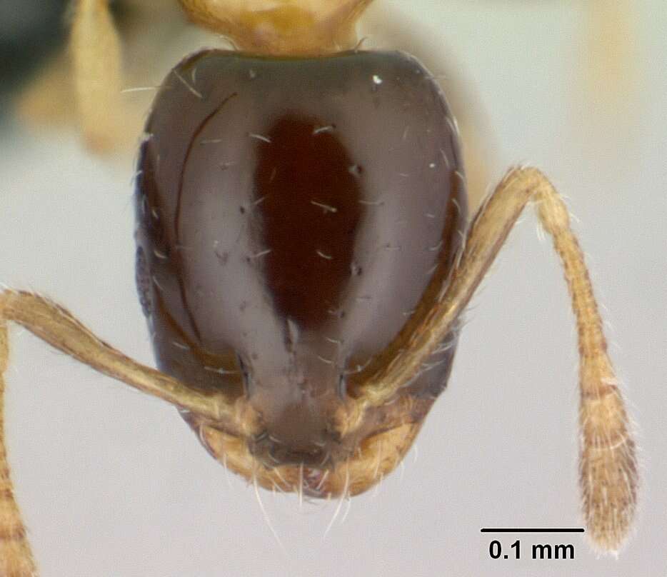 Monomorium floricola (Jerdon 1851) resmi