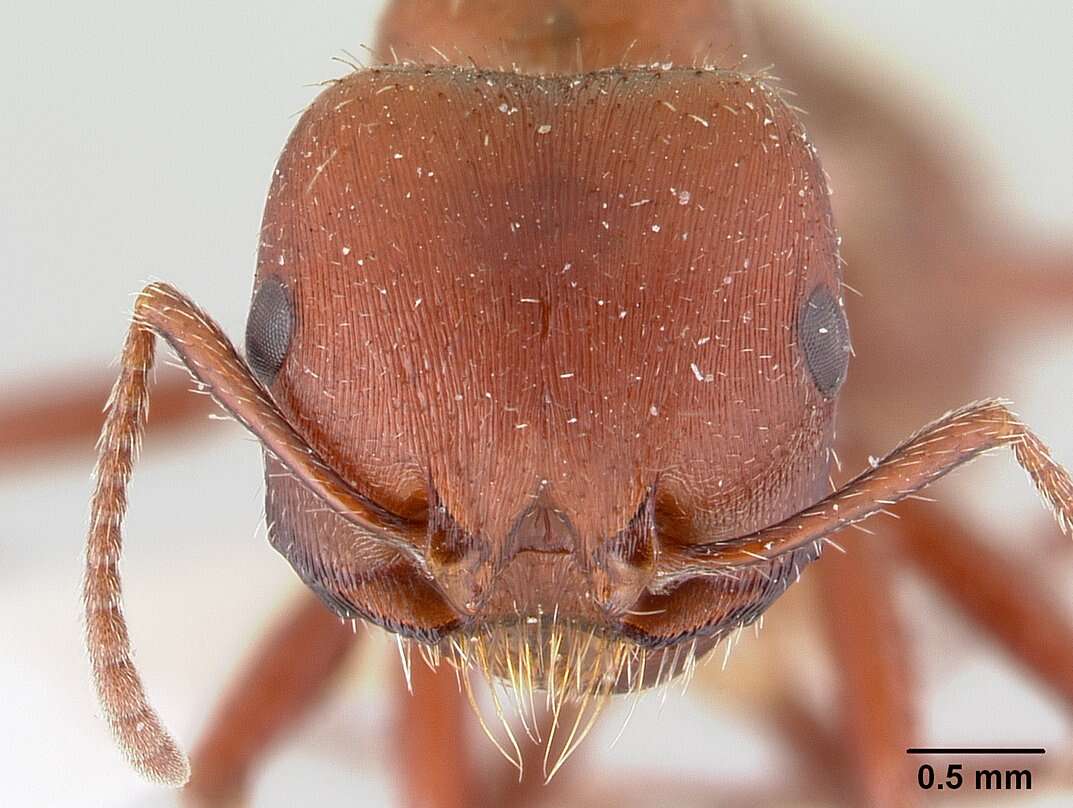 Image of Harvester Ants