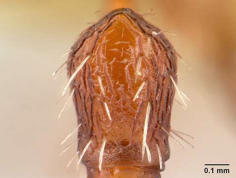 Image of Pogonomyrmex comanche Wheeler 1902